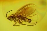 Fossil Fungus Gnat (Sciaridae) & Wasp (Hymenoptera) In Baltic Amber #170100-2